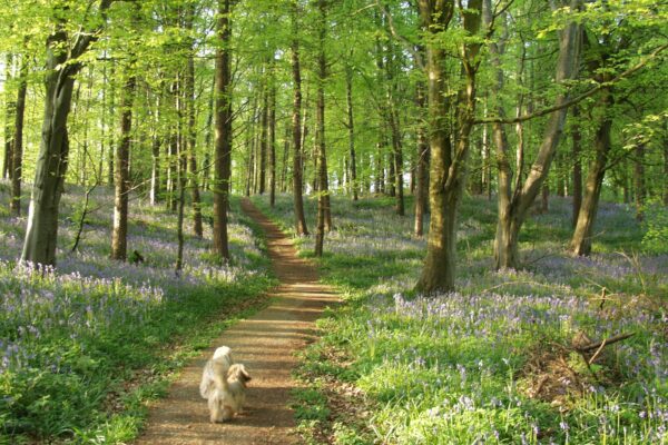 Portglenone Forest