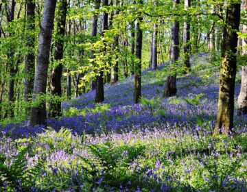 Bluebells