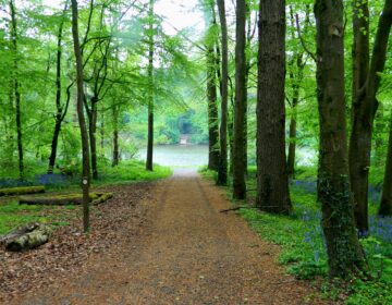 Forest1
